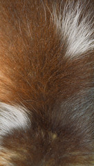fur texture close-up background animal