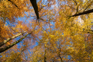 Kaltenhofer Moor in Schleswig-Holstein in Germany