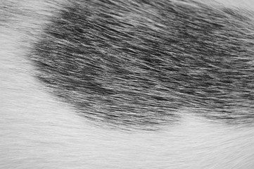 fur texture close-up background animal