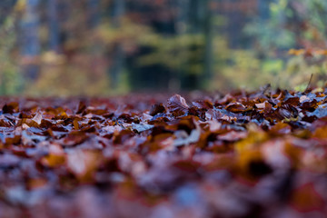 Laub im Herbst