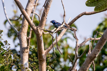 Silver breasted Tanager photographed in Linhares, Espirito Santo. Southeast of Brazil. Atlantic Forest Biome. Picture made in 2013.