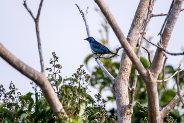Silver breasted Tanager photographed in Linhares, Espirito Santo. Southeast of Brazil. Atlantic Forest Biome. Picture made in 2013.
