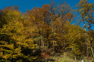 autumn forest on a slope in the Caucasus Mountains with bright yellow and orange falling leaves and a small house-feeder for birds and small animals
