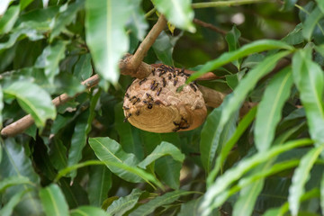 Camoati photographed in Linhares, Espirito Santo. Southeast of Brazil. Atlantic Forest Biome. Picture made in 2013.