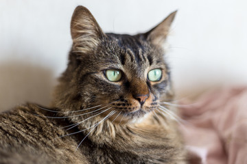 Portrait of a grey tiger cat with green eyes