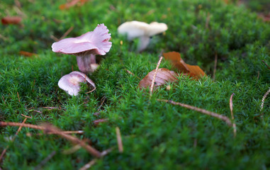 Pilze alleine stehend im Moos und Sternenmoos