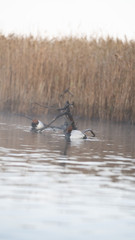Fotografia naturalistica Toscana