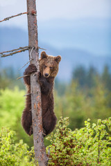 A brown bear( Ursus arctos) in the forest - obrazy, fototapety, plakaty