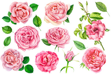 set pink roses, leaf and buds, vintage roses, watercolor flowers, floral illustration isolated on white background