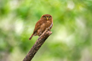 Least Pygmy Owl photographed in Linhares, Espirito Santo. Southeast of Brazil. Atlantic Forest Biome. Picture made in 2013.