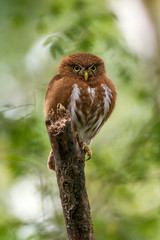 Least Pygmy Owl photographed in Linhares, Espirito Santo. Southeast of Brazil. Atlantic Forest Biome. Picture made in 2013.