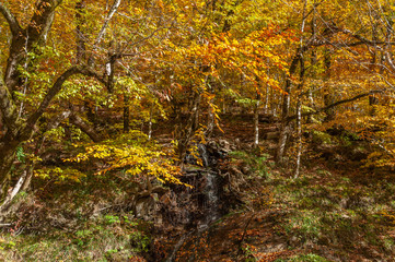 tiny mountain stream waterfall in autumn forest with yellow and orange leaves on trees