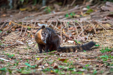 South American coati, or ring tailed coati photographed in Linhares, Espirito Santo. Southeast of Brazil. Atlantic Forest Biome. Picture made in 2013.