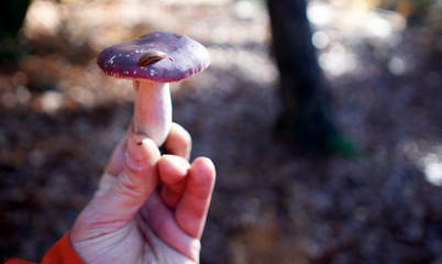 Pilze gehalten in der Hand im Wald beim Sammeln