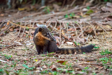 South American coati, or ring tailed coati photographed in Linhares, Espirito Santo. Southeast of Brazil. Atlantic Forest Biome. Picture made in 2013.