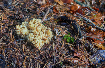 Krause Glucke auf dem Waldboden im Herbst