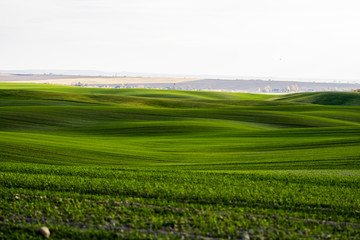Fototapeta premium Field of young wheat seedlings growing in autumn. Young green wheat growing in soil. Agricultural proces. Close up on sprouting rye agriculture on a field sunny day with blue sky. Sprouts of rye.