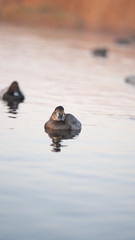 Fotografia naturalistica Toscana