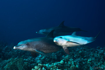 Obraz na płótnie Canvas Dolphin family
