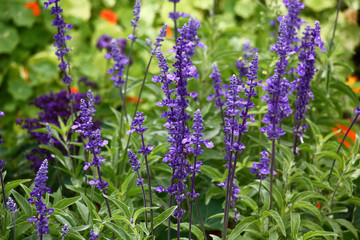 In a flower bed among other plants the salvia grows and blossoms long dark blue inflorescences.