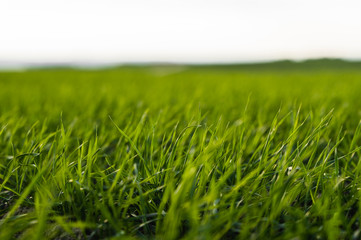 Young wheat seedlings growing on a field in autumn. Young green wheat growing in soil. Agricultural proces. Close up on sprouting rye agriculture on a field sunny day with blue sky. Sprouts of rye.
