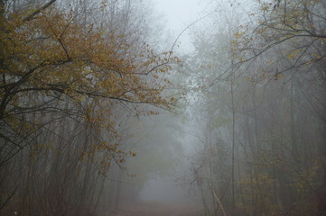 forest in fog