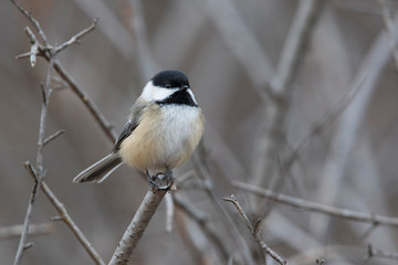 black-capped chickadee (Poecile atricapillus) in winter
