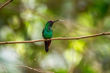 Violet capped Woodnymph photographed in Linhares, Espirito Santo. Southeast of Brazil. Atlantic Forest Biome. Picture made in 2013.