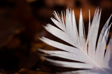 white feather of a swan lying on brown leaves