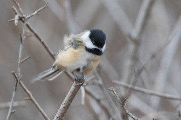black-capped chickadee (Poecile atricapillus) in winter