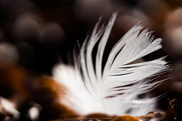 white feather of a swan lying on brown leaves