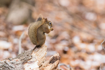 American red squirrel  in autumn