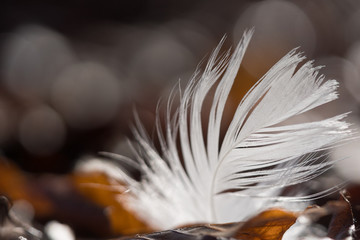 white feather of a swan lying on brown leaves