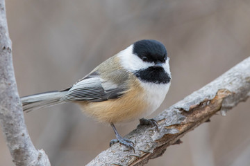 black-capped chickadee (Poecile atricapillus) in winter