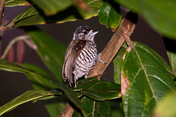 White barred Piculet photographed in Linhares, Espirito Santo. Southeast of Brazil. Atlantic Forest Biome. Picture made in 2013.