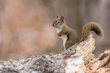 Naklejka na ściany i meble American red squirrel in autumn