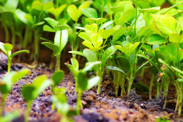Green small tree in the garden