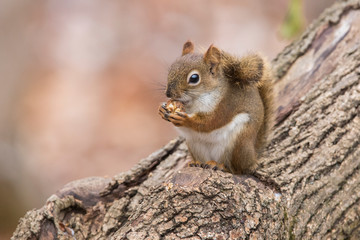 American red squirrel  in autumn