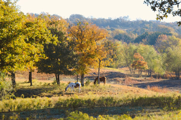 Rural Texas autumn landscape during fall season in nature, horses grazing under tree.