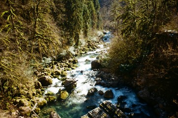 river in the forest