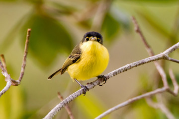 Common Tody Flycatcher photographed in Linhares, Espirito Santo. Southeast of Brazil. Atlantic Forest Biome. Picture made in 2013.