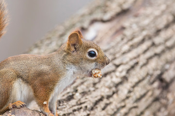 Naklejka na ściany i meble American red squirrel in autumn