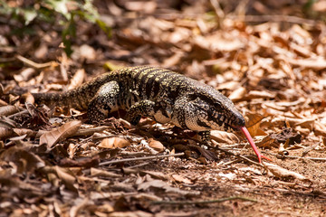 Black and white Tegu photographed in Linhares, Espirito Santo. Southeast of Brazil. Atlantic Forest Biome. Picture made in 2013.