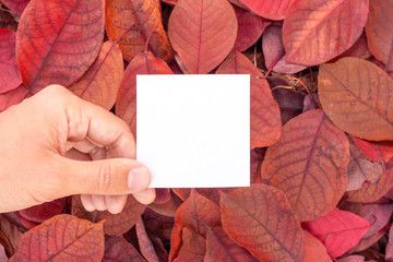 empty blank card in hand. Natural design. Copy space. Frame of red leaves