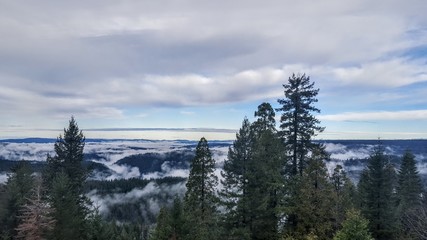 Early morning fog lifts off the valley floor of pines with blue sky