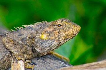 Chameleon resting on the wooden 