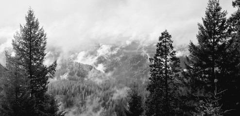 Fototapeta na wymiar Fog rolls over the pine-studded valley