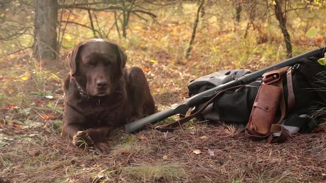 labrador dog near hunter shotgun, cartridge belt and backpack in the autumn orange forest
