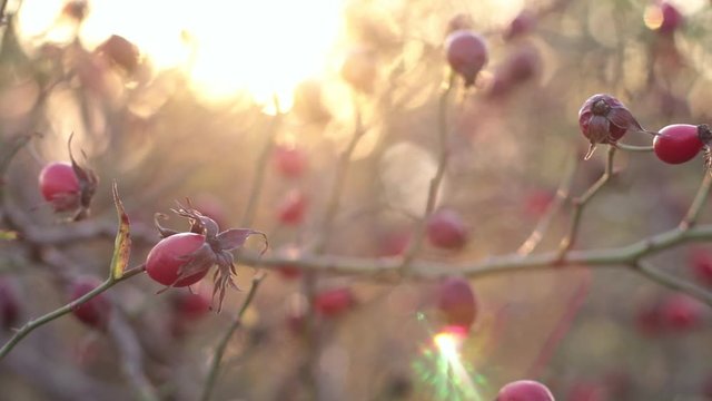 red rose hip bush in the autumn sunlight