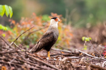 Southern Crested Caracara photographed in Linhares, Espirito Santo. Southeast of Brazil. Atlantic Forest Biome. Picture made in 2013.